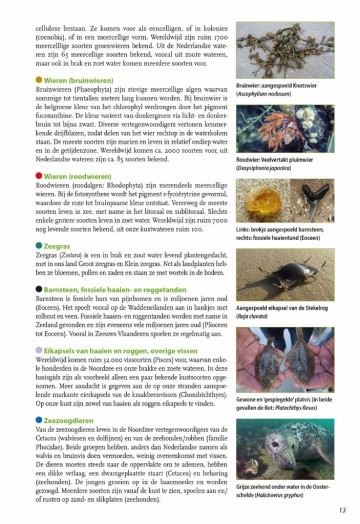 Basisgidsstrandvondsten4