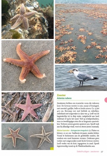 Basisgidsstrandvondsten5