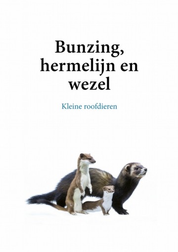 Bunzinghermelijnenwezel2