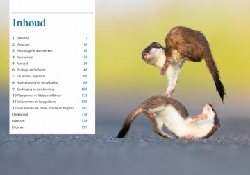 Bunzinghermelijnenwezel3