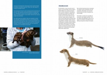 Bunzinghermelijnenwezel5