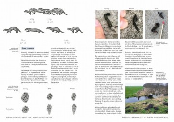 Bunzinghermelijnenwezel8