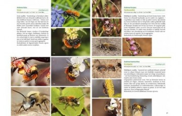 C466af4b7a2fedbfb8692bc6c9a2159e51efb403