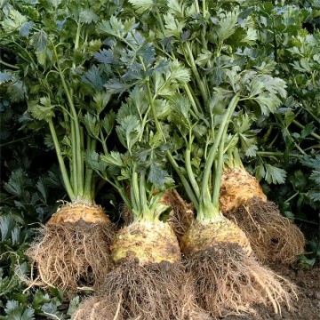 Celeriacbalena 800x800