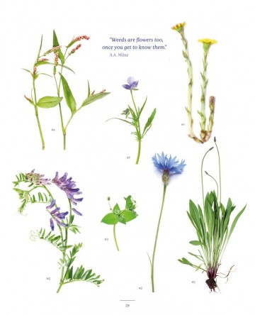 Een kleine eetbare tuin b