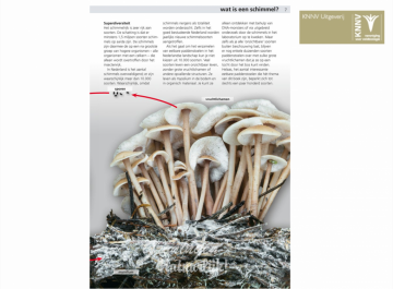 Eetbare paddenstoelen