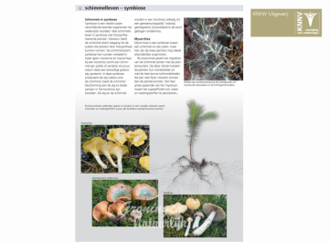 Eetbare paddenstoelen