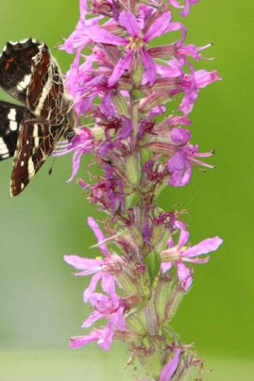 Header background mobile