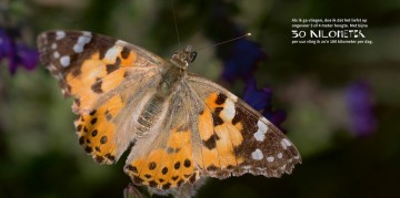 Hetanderedierenboek1