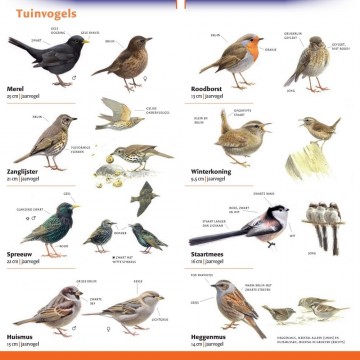 Minigidstuinvogels setvan34