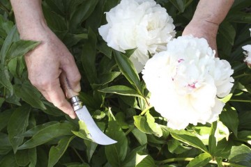 N08pruningknifeweb b