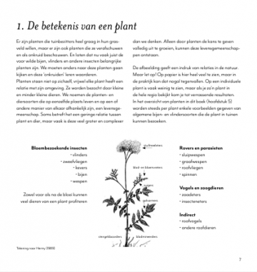 Van gazon naar gras 2