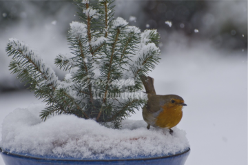 VBN roodborstjesvoer 1,5 liter