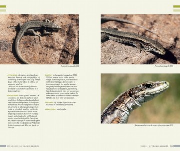 Veldgidsamfibieenenreptielen13