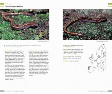 Veldgidsamfibieenenreptielen6