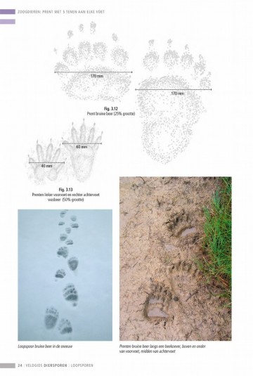 Veldgidsdiersporeneuropa26