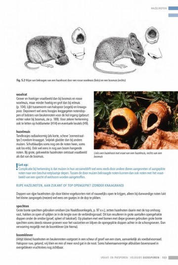 Veldgidsdiersporeneuropa33