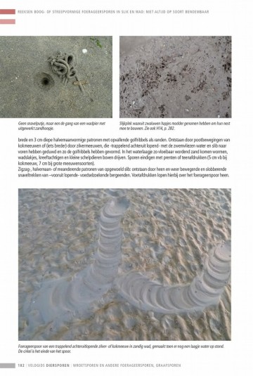 Veldgidsdiersporeneuropa35