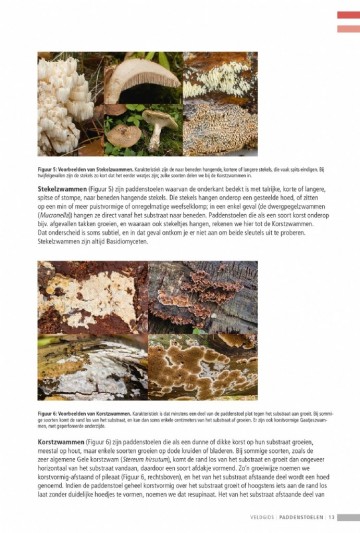 Veldgidspaddenstoelenii23
