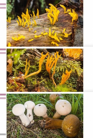 Veldgidspaddenstoelenii28