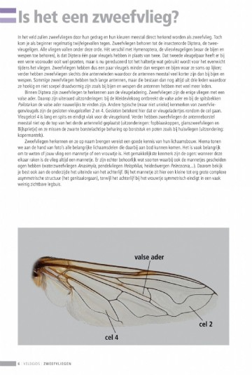 Veldgidszweefvliegen3