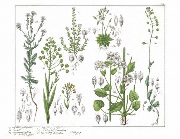 Zakgidsstoepplanten4