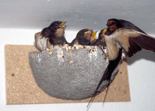 Boerenzwaluwen in nest