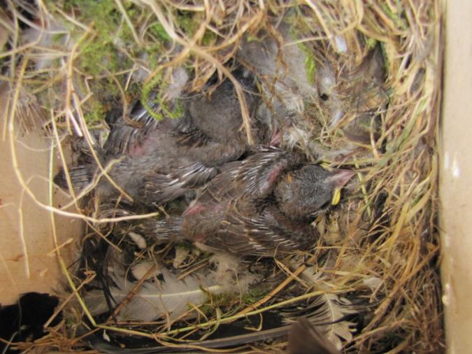 Jonge huismussen in nestkast