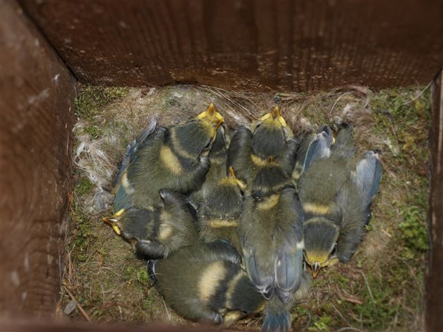 Jonge pimpelmezen in nestkast